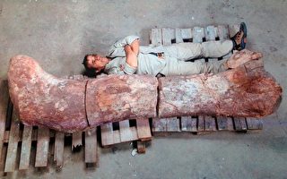阿根廷发现“史上最大恐龙”遗骨
