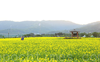 組圖：韓國漢江公園油菜花海