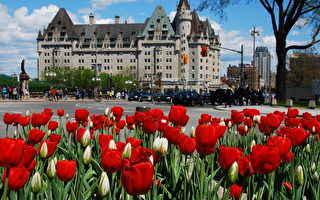 組圖：百萬鬱金香驚艷「北美花都」渥太華