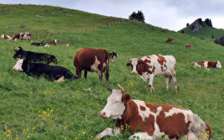 甘特：联邦政府宣布牲畜排放限制 亚省农牧场将遭受经济打击