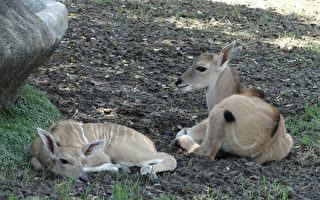 最大羚羊生寶寶  3伊蘭羚報到