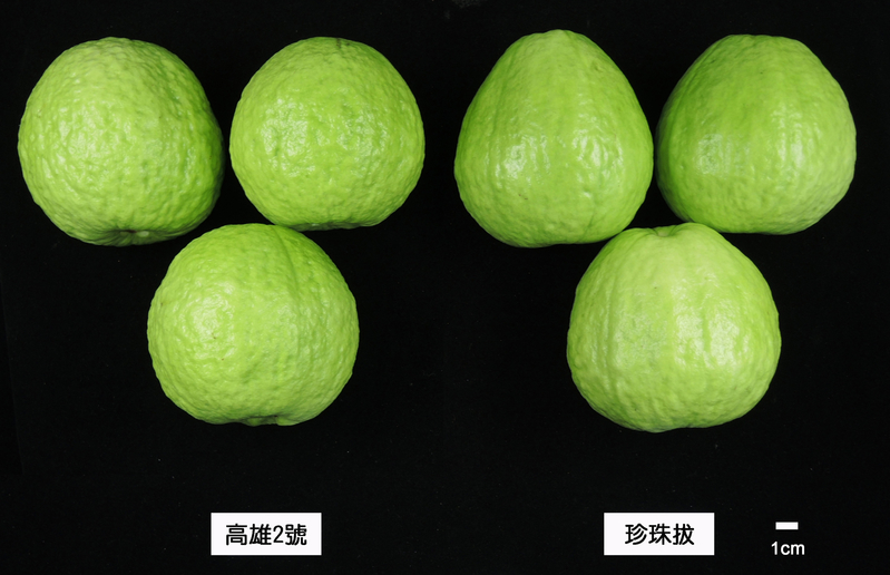 芭乐又有新品种| 番石榴| 维生素C | 大纪元