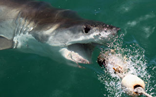 东海岸濒危大白鲨数量回升 泳客别担心