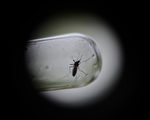 基因技術致蚊子只生兒不生女 或滅絕蚊族