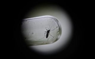 基因技术致蚊子只生儿不生女 或灭绝蚊族
