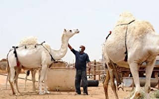 研究：駱駝會傳染中東呼吸病毒給人類