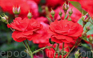 组图：韩国首尔大公园玫瑰花庆典