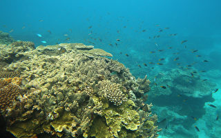 聯合國明年再定是否將大堡礁列入瀕危名單