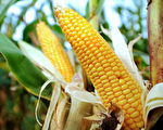 法科學家：轉基因玉米致肝腎疾病和癌