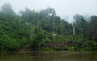 印尼原生林减 12年1个斯里兰卡