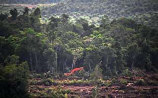 研究：印尼雨林消失超越巴西