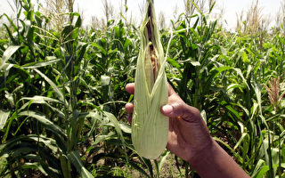 美媒：中國人爲何竊取美國玉米種子？