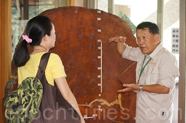 國家森林李姓志工和遊客解說台灣檜木的種類。(詹亦菱/大紀元) 國家森林李姓志工和遊客解說台灣檜木的種類。(詹亦菱/大紀元)