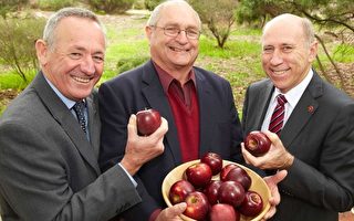 西澳培育20年 脆甜黑苹果2016年上市