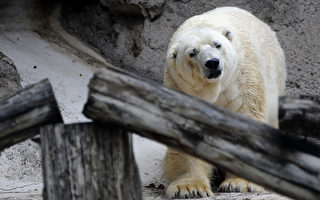 独居高温 阿根廷北极熊超忧郁