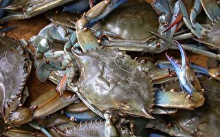 切萨皮克湾蓝蟹受致命寄生虫感染