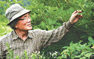 韓國老闆歸隱山林 研製特效保健茶