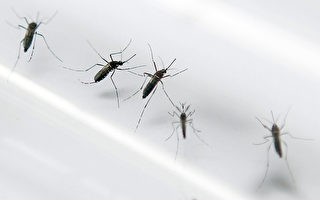 美CDC：佛州德州爆20年来首批本土疟疾病例