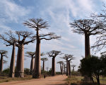 马达加斯加宝物 猴面包树