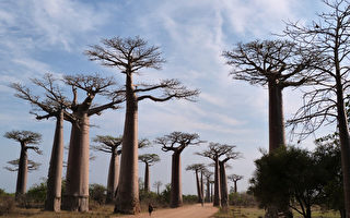 馬達加斯加寶物 猴麵包樹
