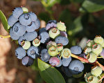 嘿，您嚐過泰莓（Tayberries）嗎？