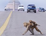 泼猴肆虐 印度政府请演员扮猴驱赶