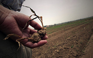 中國進口穀物增加八成 彰顯糧食危機
