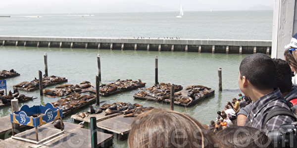 时隔两个月 海狮重返旧金山码头