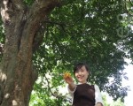 难忘祖传杨桃汁 弃高薪回乡务农