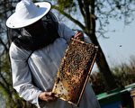 天太旱 加州养蜂业受重创 蜂蜜价格飙升