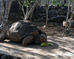 8月21日，厄瓜多尔加拉巴戈斯群岛知名的巨象龟“传教士佩佩”（Pepe the Missionary）以60岁之龄与世长辞。（HO／Ministerio de Ambiente／AFP）