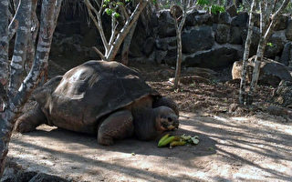 加拉巴戈斯知名象龟佩佩过世