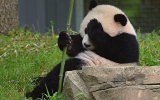 美国家动物园庆大熊猫“宝宝”一岁生日