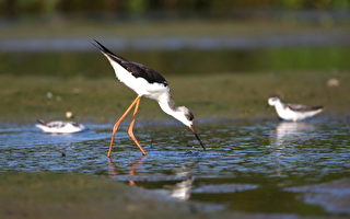 台北市野鸟学会举办《与湿地共存》摄影比赛