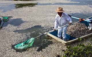 墨西哥一湖泊53噸魚暴斃 屍體漂滿水面