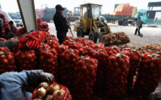 中國洋蔥農藥殘留超標 日本尋求新產地