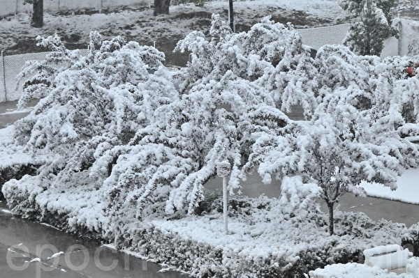 组图 中秋降初雪卡尔加里成银装素裹 大雪 大纪元