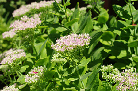 Rhodiola Rosea medicinal plant nb.13 Rhodiola Rosea medicinal plant nb.13