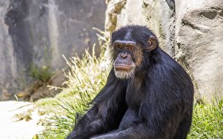 饲养员流产 懂人话黑猩猩比手语“哭”了