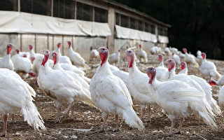 限制農場使用抗生素？ 布朗否決法案