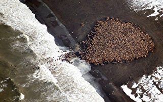 暖化冰融 3.5萬隻海象蜂擁上岸