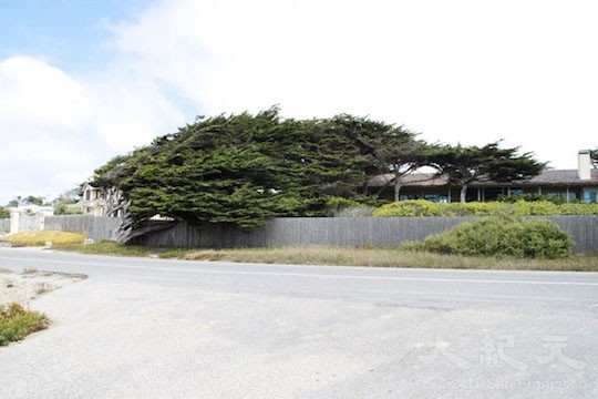 髮型樹(地圖上的景點11﹣12)(王文藝/大紀元) 髮型樹(地圖上的景點11﹣12)(王文藝/大紀元)