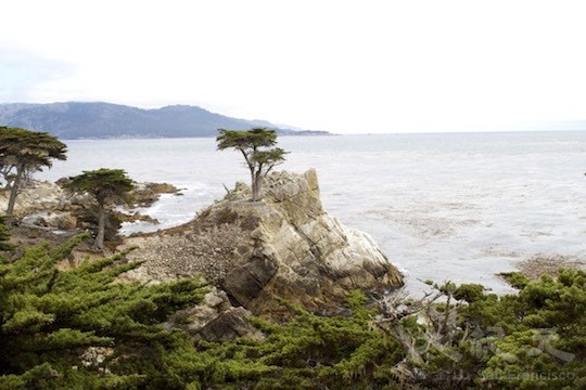 地標樹:孤獨求敗(地圖上的景點14﹣15)(王文藝/大紀元) 地標樹:孤獨求敗(地圖上的景點14﹣15)(王文藝/大紀元)