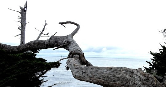 魔鬼樹( Ghost Tree)(地圖上的景點17﹣18)(王文藝/大紀元) 魔鬼樹( Ghost Tree)(地圖上的景點17﹣18)(王文藝/大紀元)