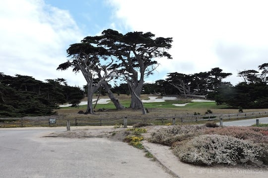 髮型樹(地圖上的景點11﹣12)(王文藝/大紀元) 髮型樹(地圖上的景點11﹣12)(王文藝/大紀元)