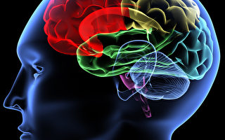 研究：一心多用致大腦萎縮 有損記憶力
