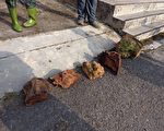 森林巡護特遣隊守護山林 沒有假日