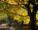 10月16日，英國利物浦的塞夫頓公園，樹葉已轉為黃色。（Christopher Furlong／Getty Images）