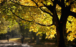 组图：英国塞夫顿公园浪漫秋色尽收眼底