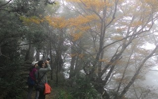 台灣森林的黃金秘境—台灣山毛櫸步道